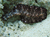 Bedfords_Flatworm