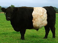 Belted_Galloway