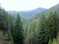 Conifer_forest